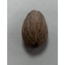 Whole Nutmeg Loose Single 5g
