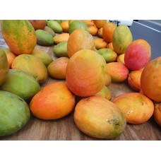 Jamaian julie mangos (each)