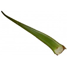 Aloe Vera Each