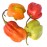 Scotch Bonnet Peppers (Pack of 5)